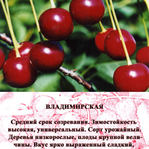 Вишня Владимирская
