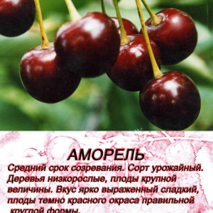 Вишня Аморель