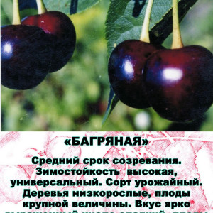 Саженцы Комплект 5шт / Вишня Багряная