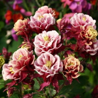 Комплект 5шт / Аквилегия Винки..