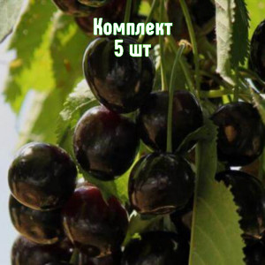 Саженцы Комплект 5шт / Вишня Морель Брянская