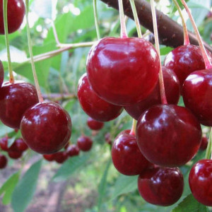 Саженцы Вишня Стойкая