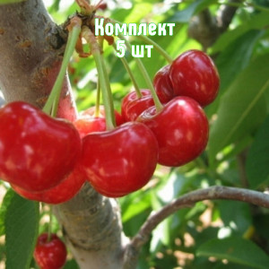 Саженцы Комплект 5шт / Вишня Заря Татарии